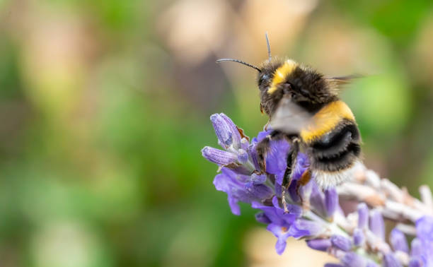 istock Bumblebee on a lavender flower 2009935668