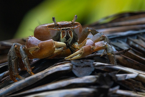 Shore Crab on Palm leaf - Landkrabbe (Gecarcinus)