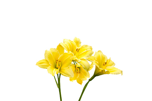 yellow lilies isolated on white background, beauty, aroma