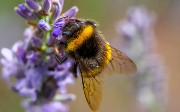 istock Bumblebee on a lavender flower 2009937318
