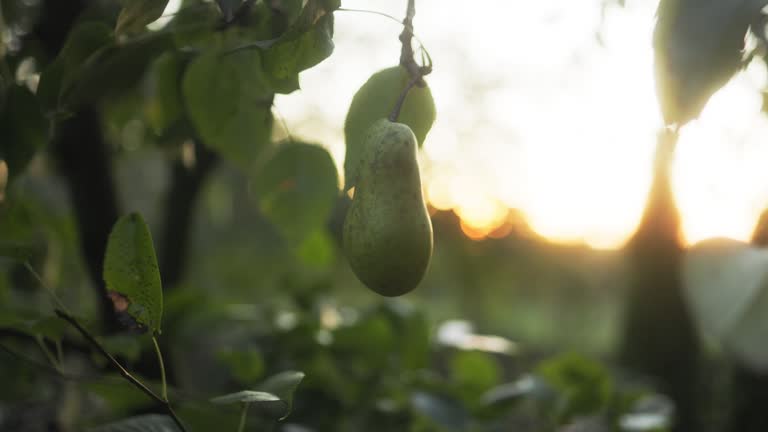 A ripe pear on a branch in an autumn garden at sunset