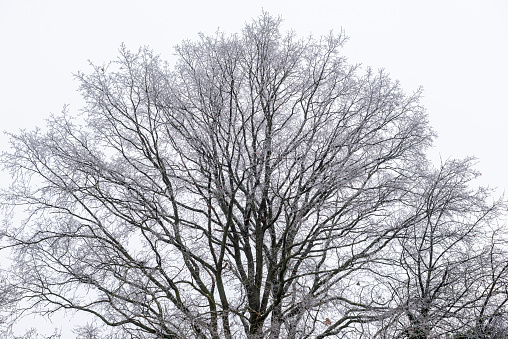 Treetop of a deciduous tree without leaves and covered with snow and ice in winter against a white sky background