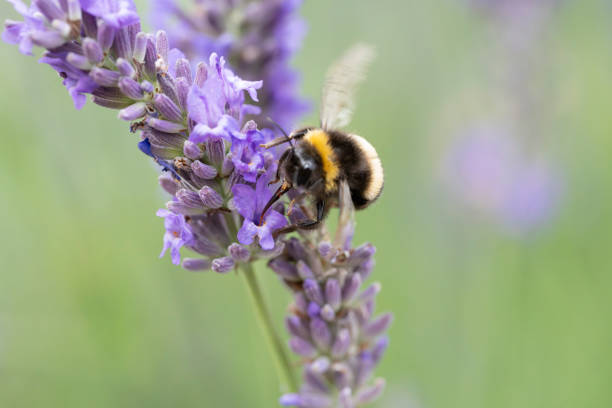 bumblebee on a lavender flower - insect fly animal eye single flower photos et images de collection