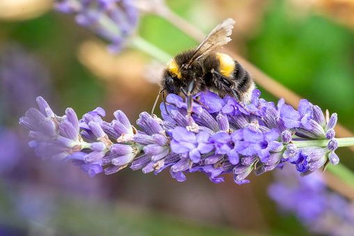 Bumblebee pollinates nectar of a purple flower
