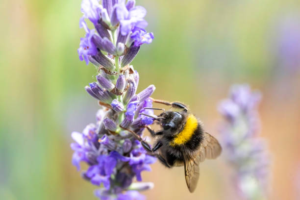 istock Bumblebee on a lavender flower 2009940541