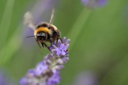 Bumblebee on a lavender flower.