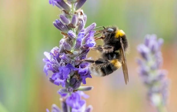 istock Bumblebee on a lavender flower 2009941106