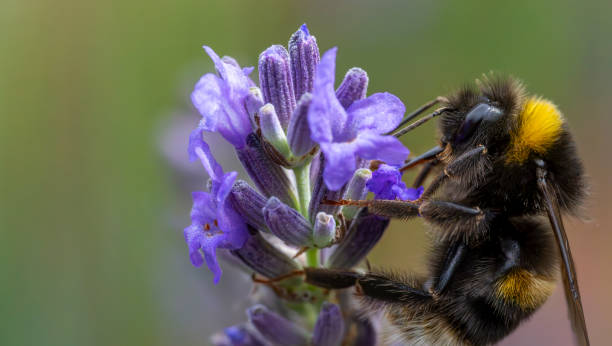 istock Bumblebee on a lavender flower 2009941635