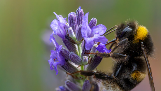 Bumblebee on a lavender flower.