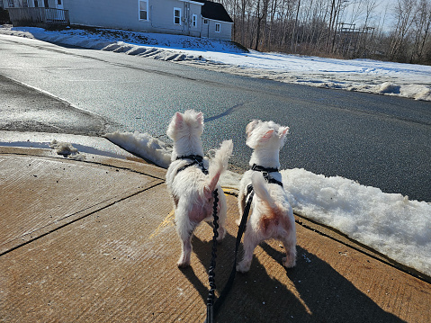 Two west highland terriers attached to a leash standing at the edge of a sidewalk and looking up.