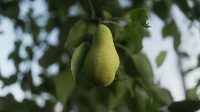 A ripe pear on a branch in an autumn garden at sunset