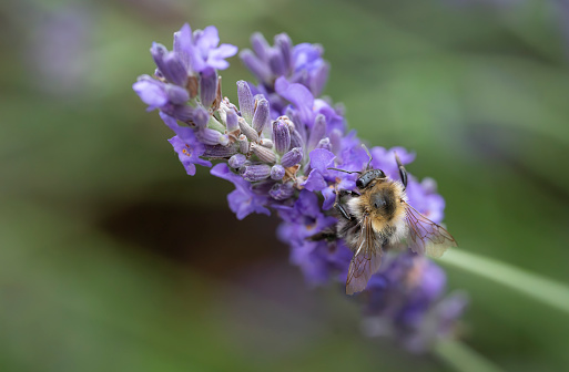 Bumblebee on a lavender flower.