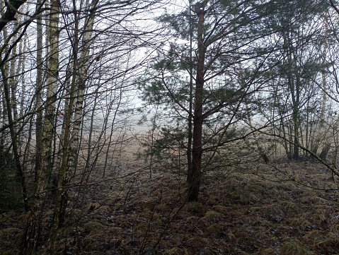 Fog in the forest. Young birch trees and Christmas trees in the forest on a foggy morning. Beautiful forest backgrounds and textures.