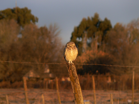 An owl sitting on wooden post.