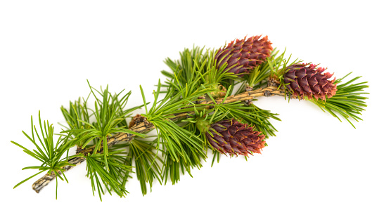 Larch branch with cones isolated on white