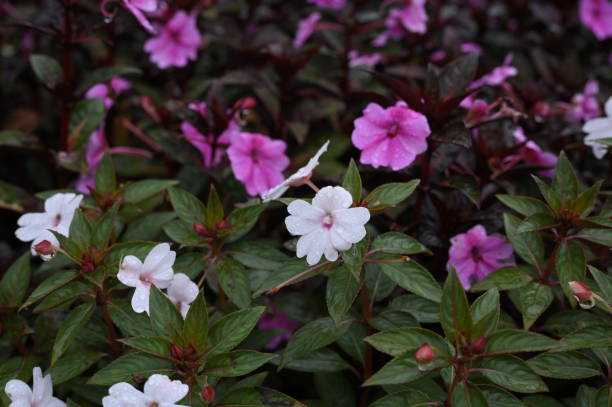 istock Close-up New Guinea Impatiens as background in winter 2009990604
