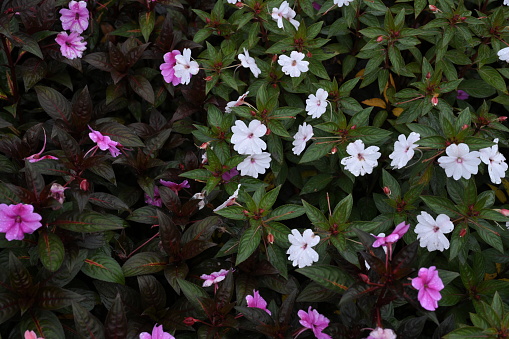 Close-up New Guinea Impatiens as background in winter