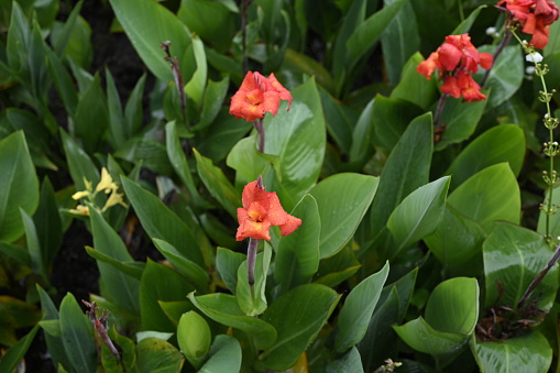 Blossoming Canna Flowers