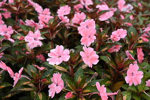 Close-up New Guinea Impatiens as background in winter