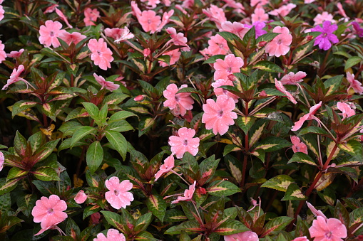 Close-up New Guinea Impatiens as background in winter