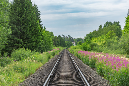 Railway track in the forest.