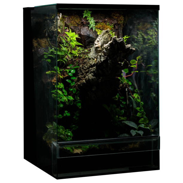 istock Exotic Terrarium Plant Life 2009999090