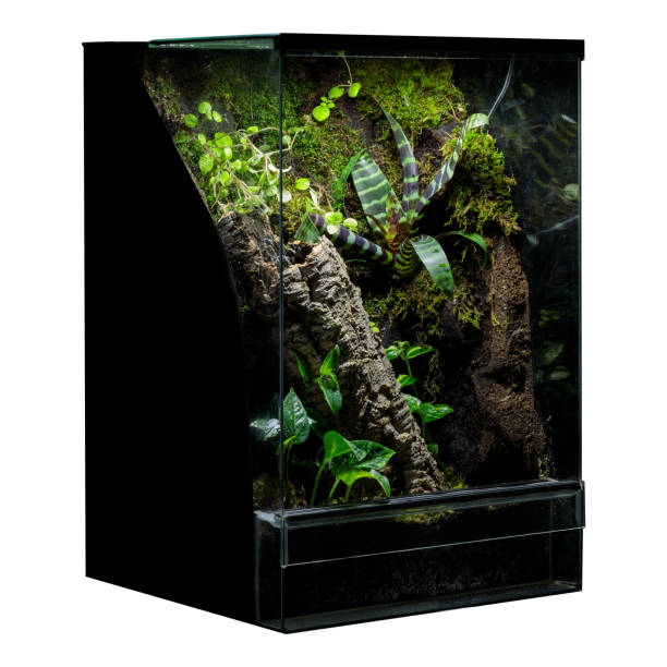 istock A vibrant and self-contained terrarium ecosystem, featuring diverse plant species and rich soil, encased in a glass structure 2010001801