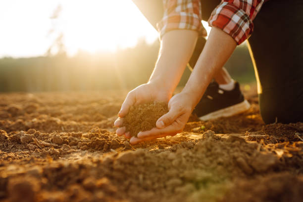 istock Farmer holding soil in hands close-up. 2010002326