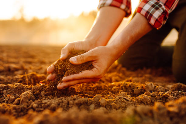 istock Farmer holding soil in hands close-up. 2010002334