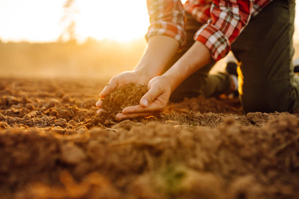 istock Farmer holding soil in hands close-up. 2010002336