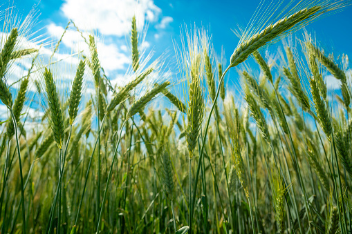 Close-up of unripe green ears of triticale against the blue sky
