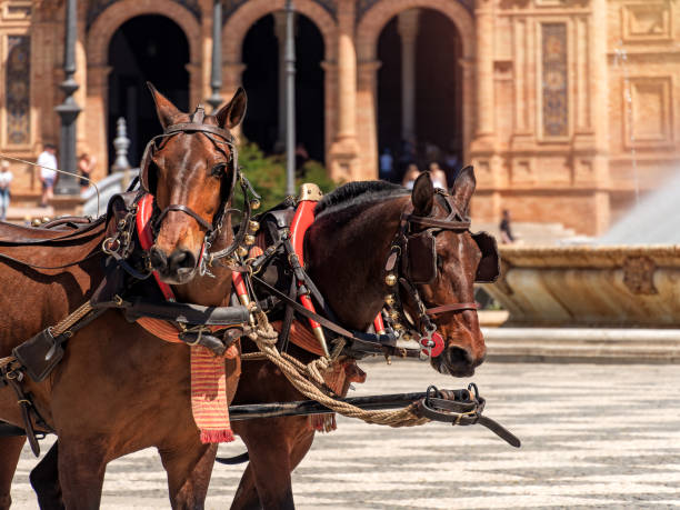 istock Harnessed Horses at Plaza de Espana, Seville 2010023636