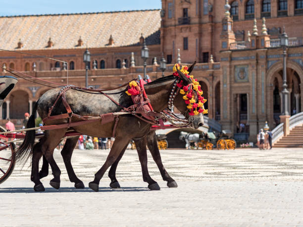 istock Adorned Horses in Traditional Festival 2010024150