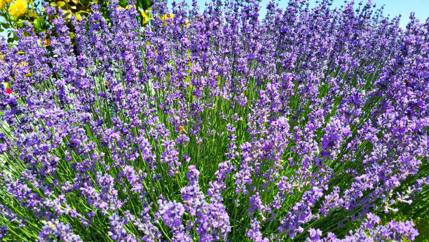 istock A bright lilac lavender bush on a flower bed on a summer day. 2010026290