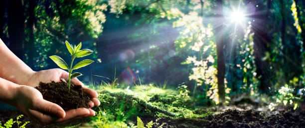 istock Hand Holding Small Tree For Planting In Green Forest - Earth Day Concept 2010041657