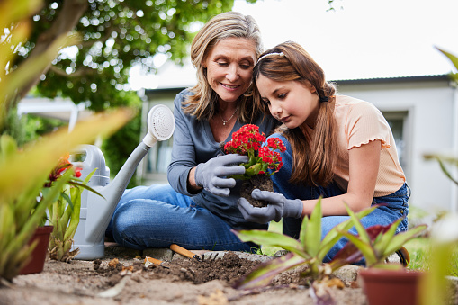 Smiling mature woman and her young granddaughter planting flowers together outside in a garden at home in summer