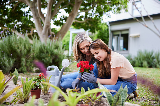 Smiling mature woman and her young granddaughter planting flowers together in a garden outside at home in summer