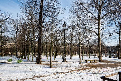 Paris, France, 18th of January 2024, Trees in the Tuileries gardens in the winter,