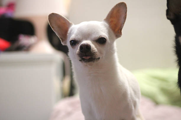 istock Chico the chihuahua doing a funny face at the camera 2010101430