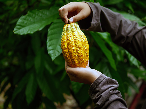 agriculture yellow ripe cacao pods in the hands of a  farmer, harvested in a cocoa plantation