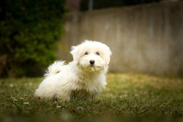 istock A dog breed bichon frise 2010118032