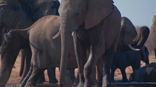 African Elephant family in Namibia