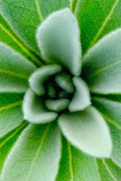 istock Close-up of a Mullin Plant in macro view. 2010137217
