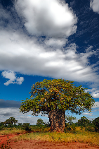 A solitary baobab tree stands proudly on a dirt road, surrounded by lush green bushes.