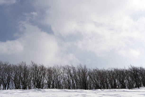 Walking on a snowy mountain, I took pictures of trees waiting for spring