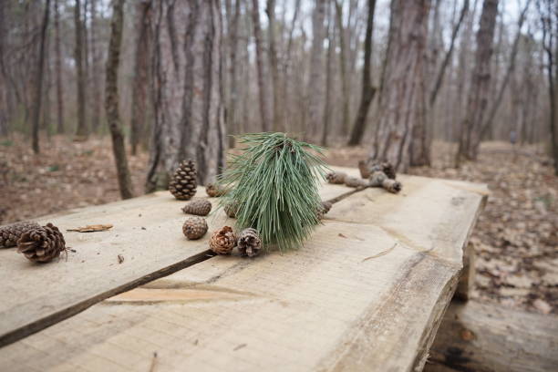 Photo of fallen pine cones