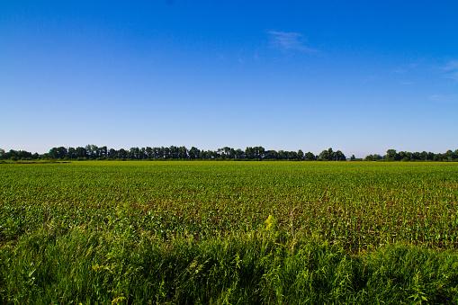Vibrant Rural Farmland in Fort Wayne, Indiana: A picturesque scene of a lush green crop field stretching towards the horizon under a clear blue sky, showcasing the beauty and tranquility of the agricultural heartland.