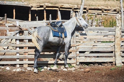 An animal horse is tied to a fence on a farm.