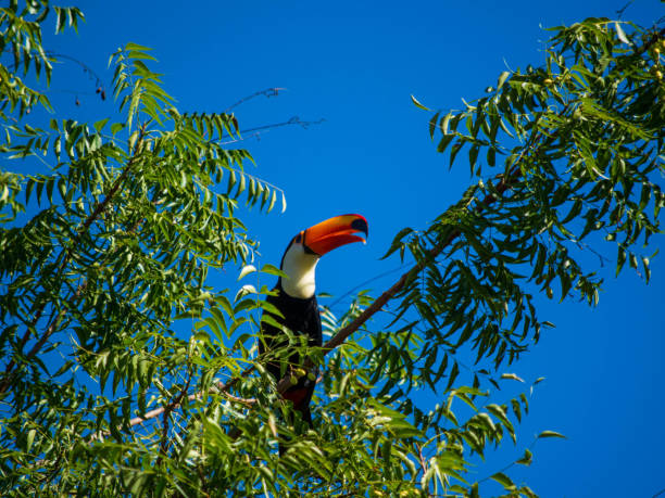 istock The pantanal jungle in Brazil 2010193628
