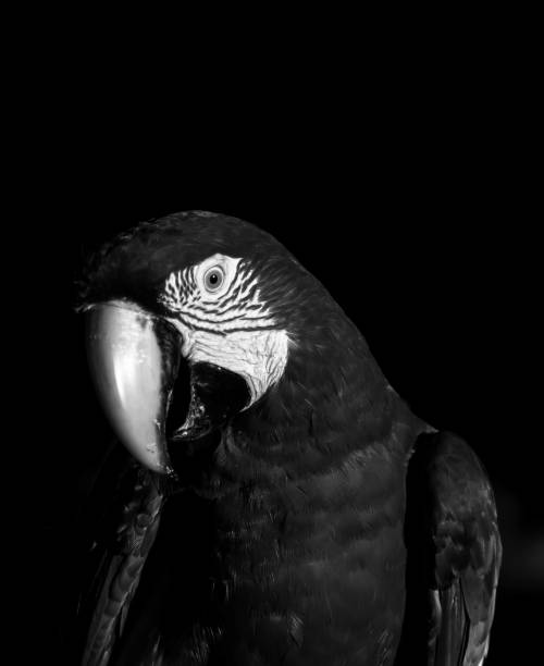 istock The pantanal jungle in Brazil 2010193636